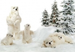 osos en la nieve